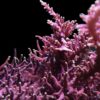 WWC Little Red Ferrari Acropora