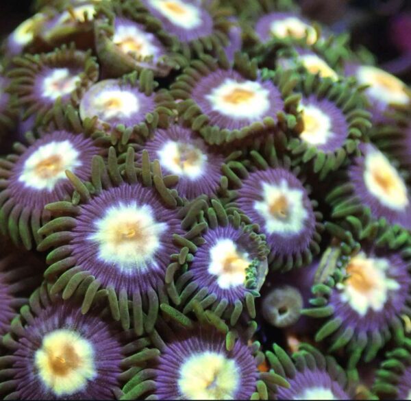 Pinwheel Zoa