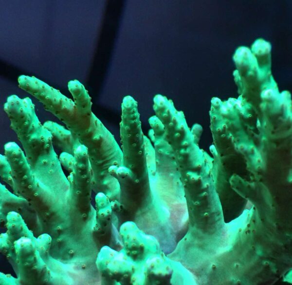 Neon Green Finger Leather - Image 2
