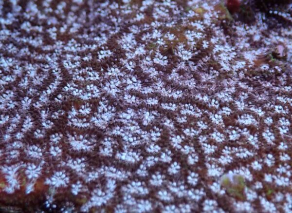 Mr. Freeze Leptoseris - Image 3
