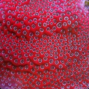 Darth Maul Porites