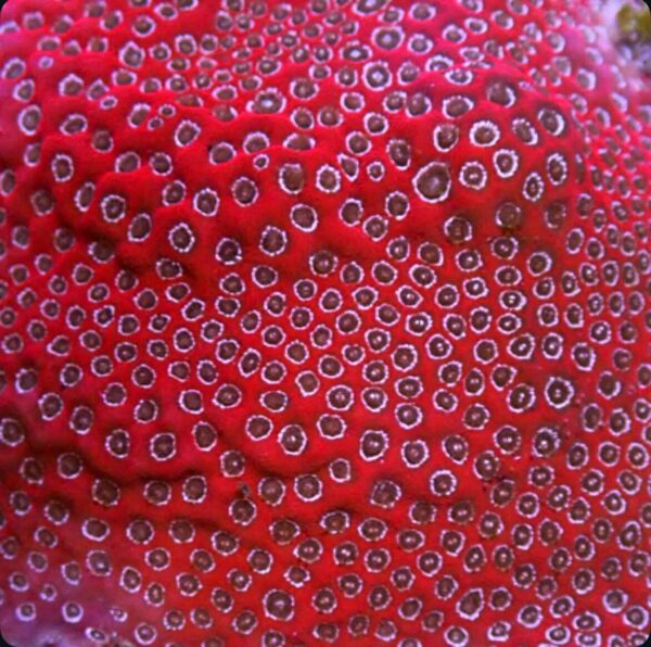 Darth Maul Porites