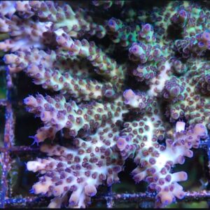 Grape Juice Acropora