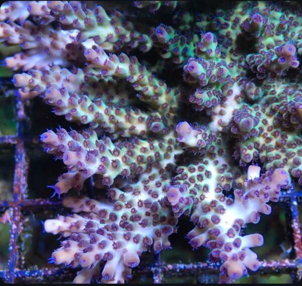 Grape Juice Acropora
