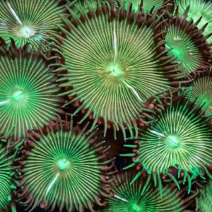 Green button Palythoa