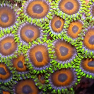 Super Saiyan Zoa