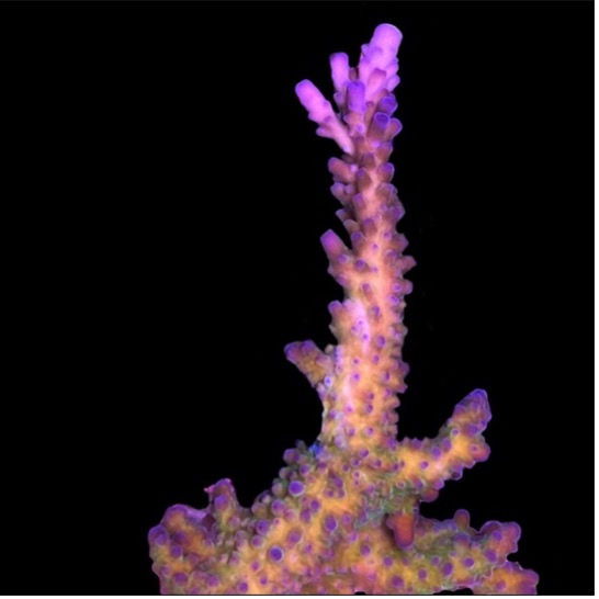 Miyagi Tort Acropora – Cultured By Science