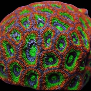 Holy Grail Micromussa