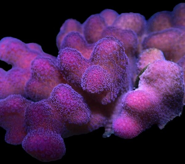 Purple Stylophora - Image 2