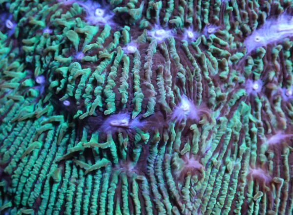 Green w/ Blue Mouth Lithophyton - Image 3