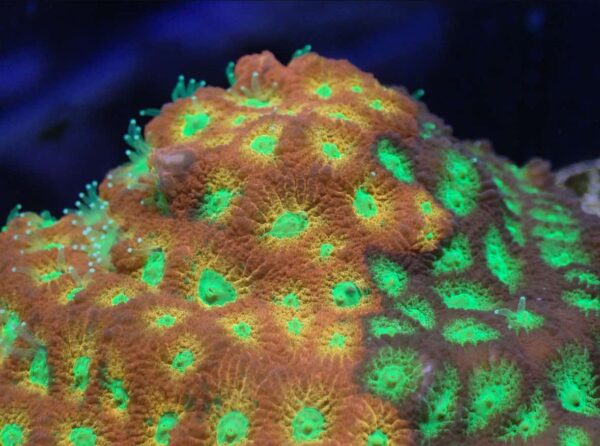 Mighty Max Grafted Favia - Image 4