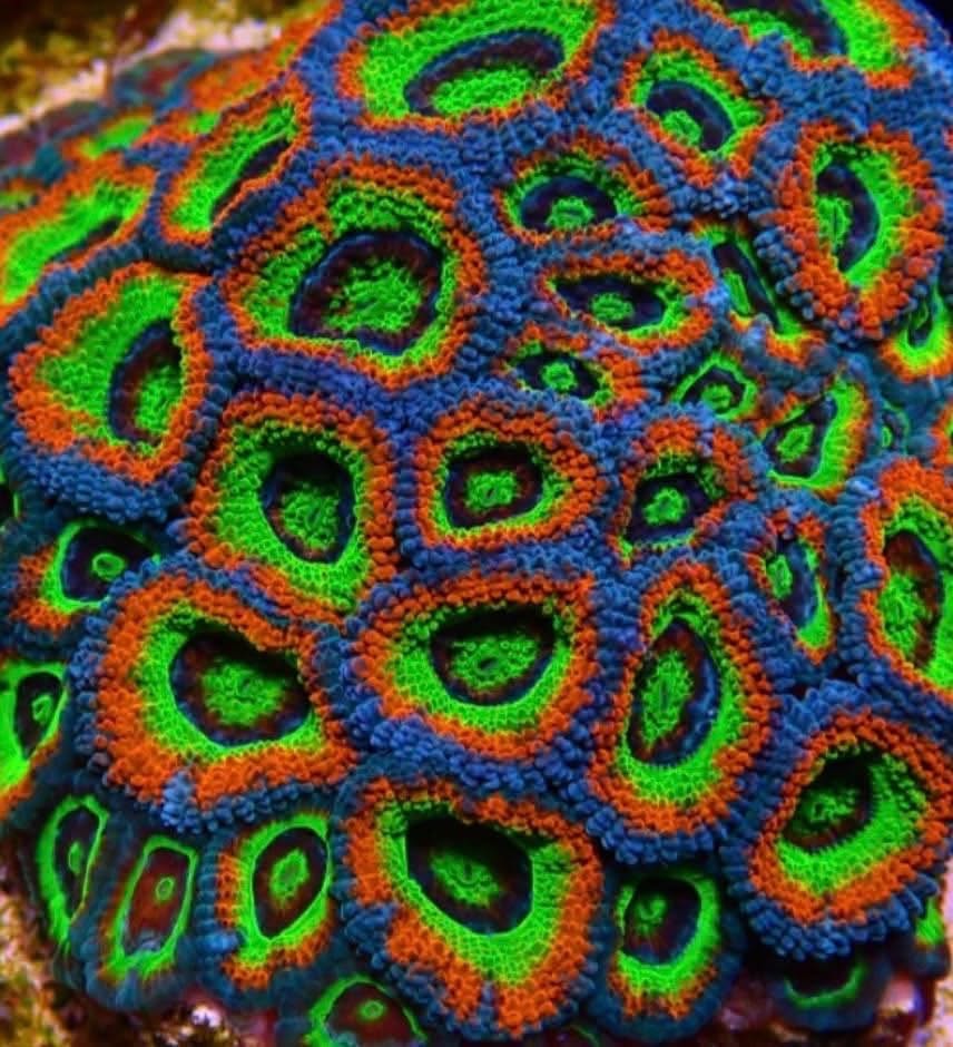Holy Grail Micromussa - Image 4