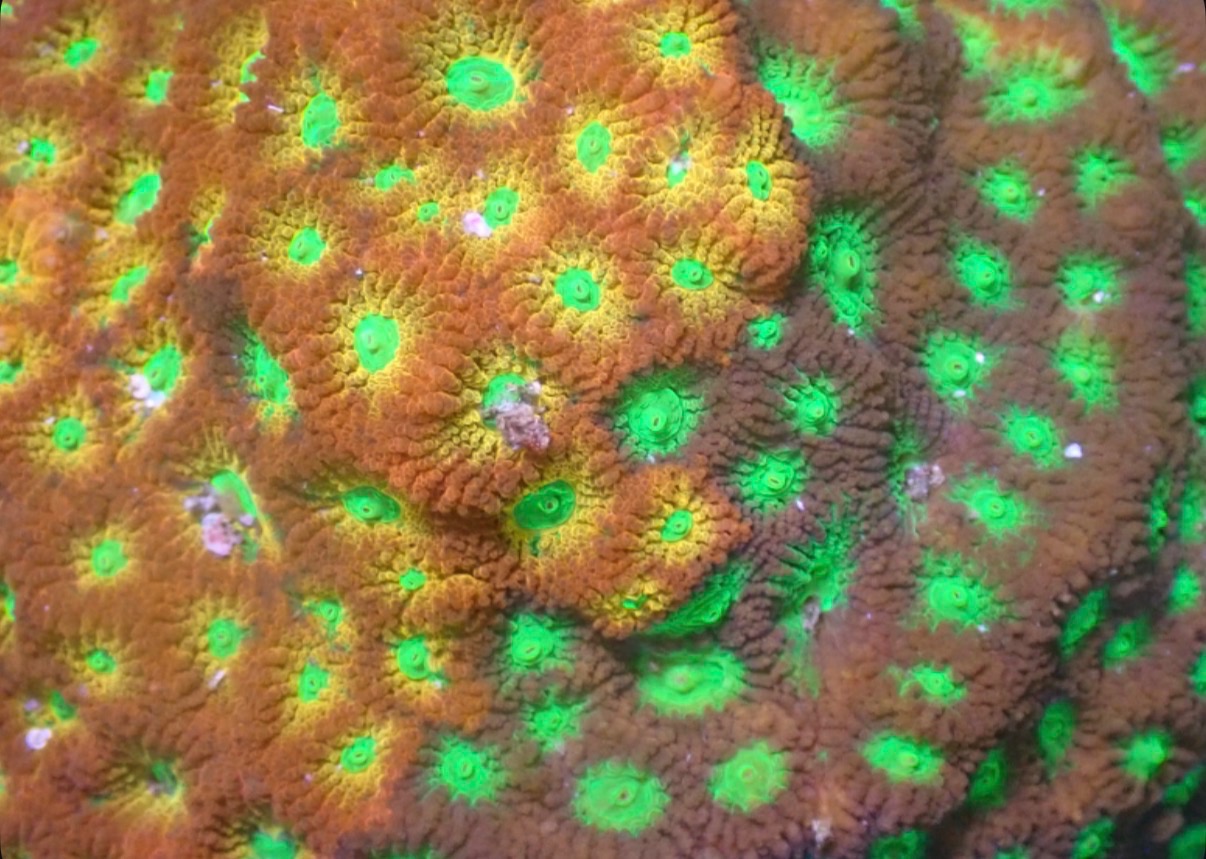 Mighty Max Grafted Favia - Image 5