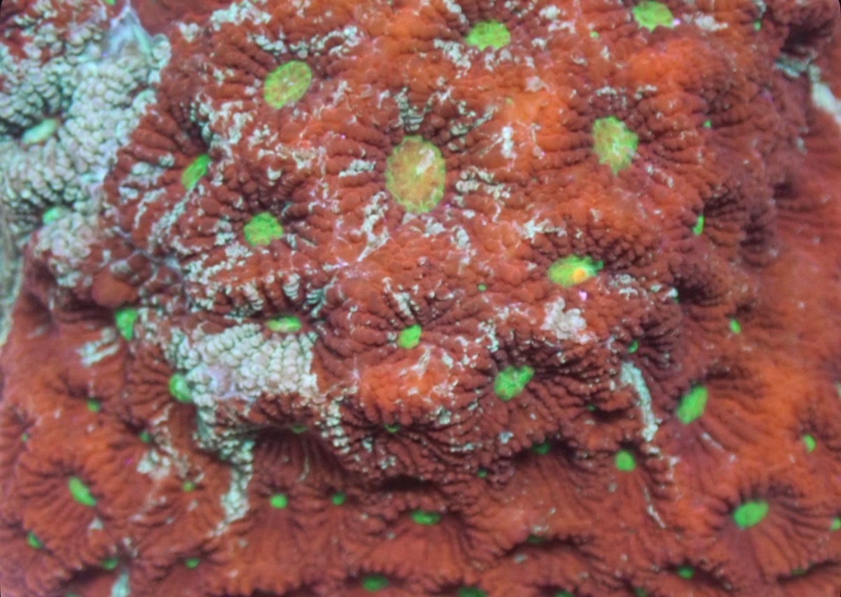 Red and Green Favites War Coral - Image 2