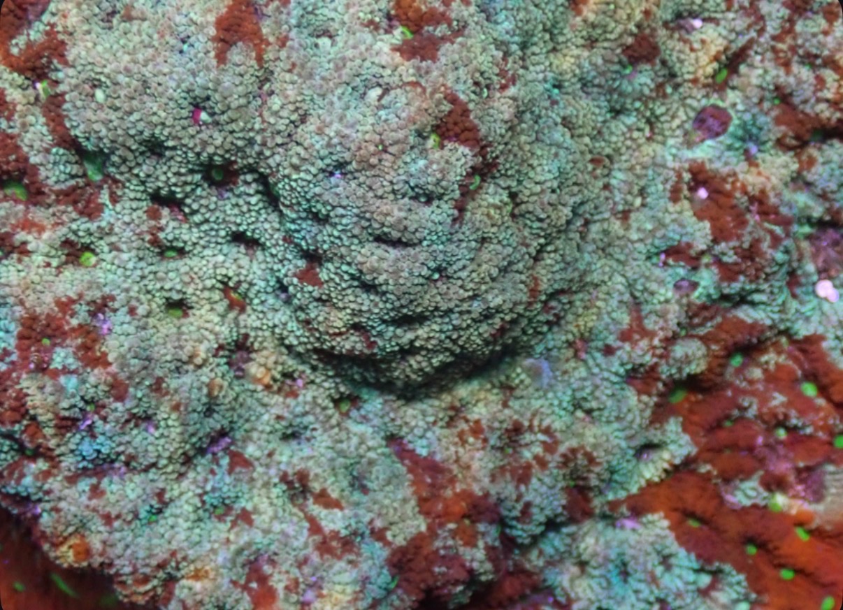 Red and Green Favites War Coral - Image 3