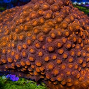 Red Cyphastrea
