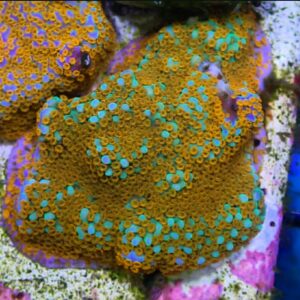 Aquaman Montipora