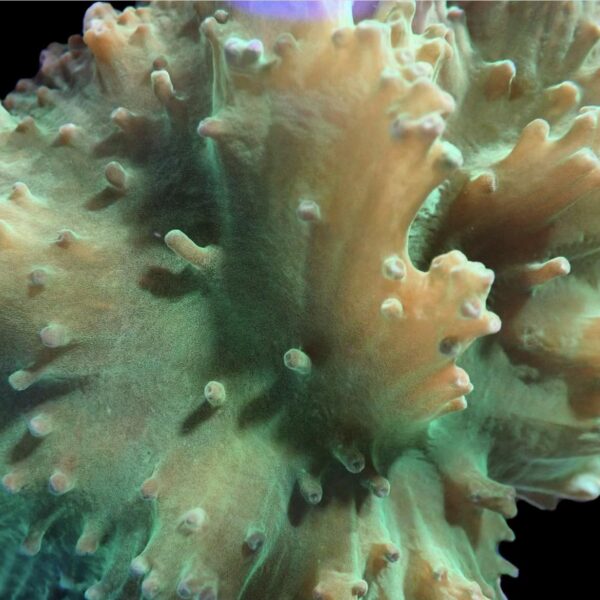 Neon Green Cabbage Coral