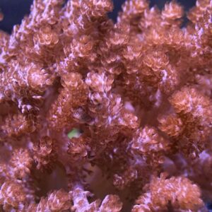 Colt Coral