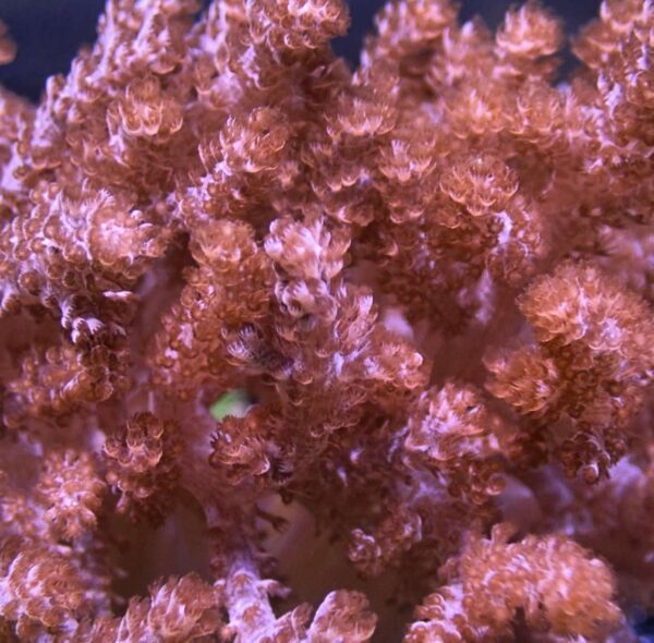 Colt Coral