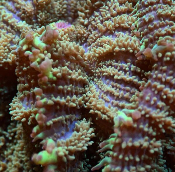 Dark green rhodactis mushroom - Image 5