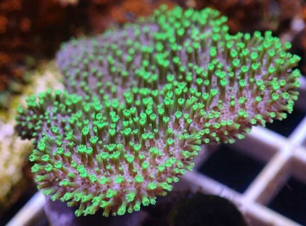 Green toadstool leather - Image 2