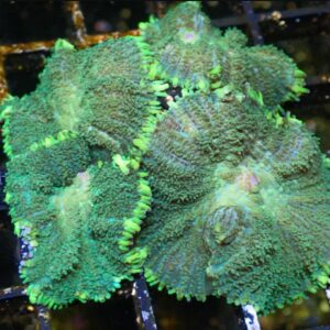 Dark green rhodactis mushroom