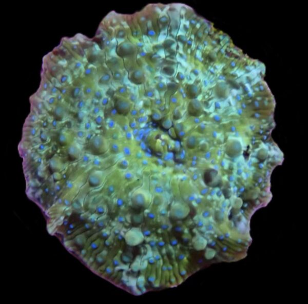 Green discosoma with fluorescent blue dots