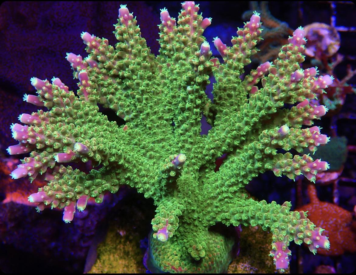 WYSIWYG Applejack Acropora Colony 2 – Cultured By Science