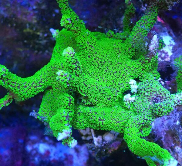 Montipora Stellata - Image 2