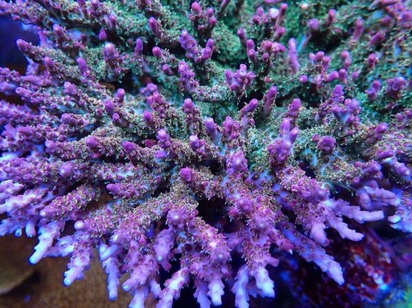 RW Confetti Acropora