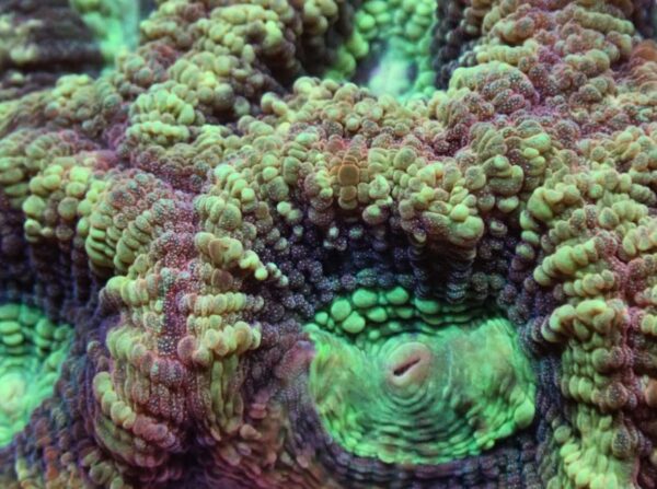 Quadcolour Prism Favia - a real stunner with massive polyps! - Image 3