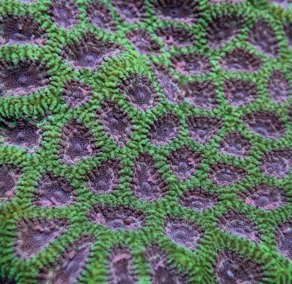 Green with glittering purple mouths Favia - Image 3