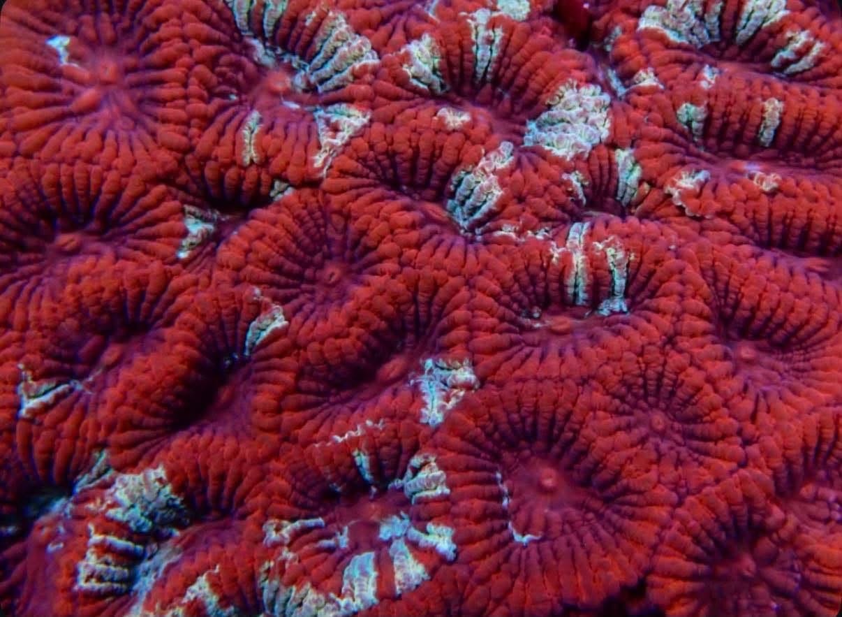 Red and purple favia with teal streaks - very neat coral! - Image 2