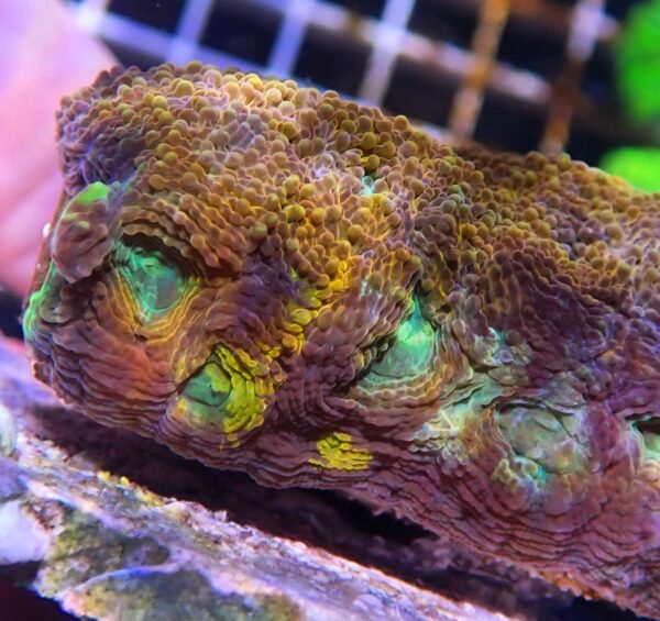 Acan Echinata - Orange/Brown with dark green/teal split mouths - Image 2