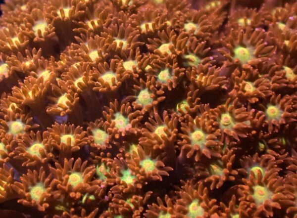 Red with yellow/green centers Bernardpora - Image 3