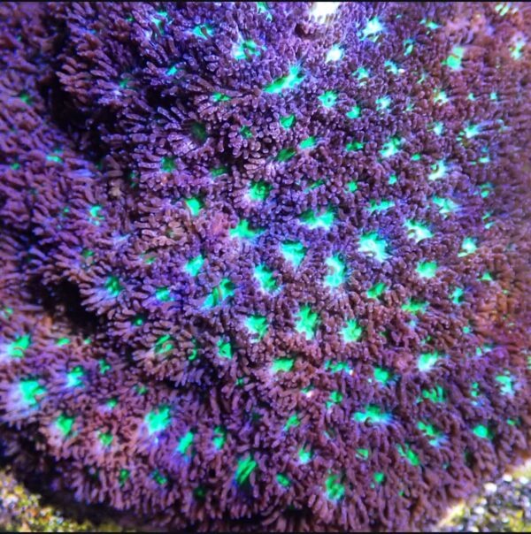 Palau Purple with teal/purple centers Leptastrea - SUPER COOL!!! - Image 2