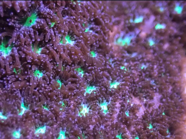 Palau Purple with teal/purple centers Leptastrea - SUPER COOL!!! - Image 3