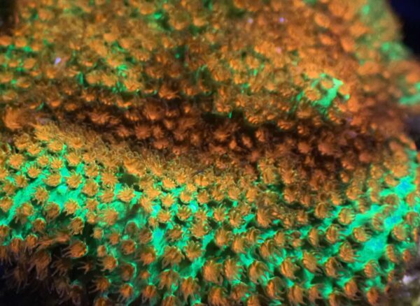 Neon Green Base with Bright red polyps Stylocoeniella - Image 2