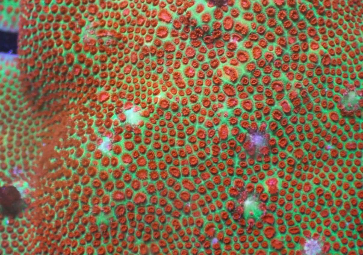Red Eye Porites - Image 2