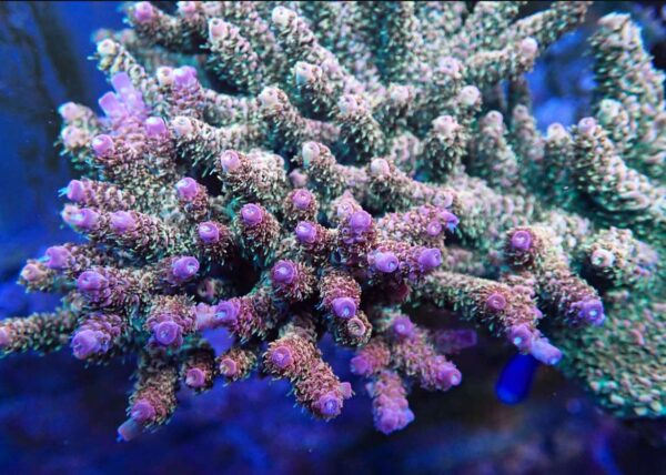 CBS Green/Pink/Purple Acropora millepora