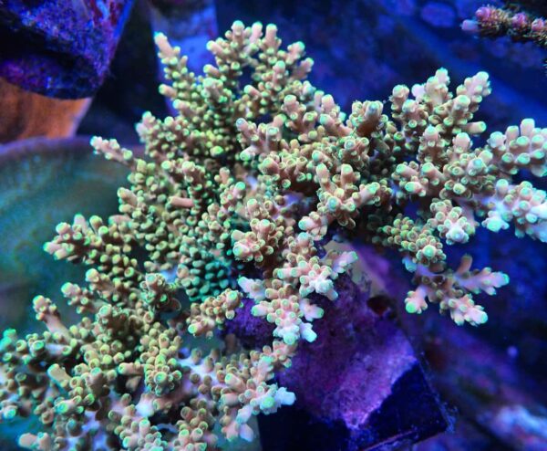 CBS Yellow/Orange Acropora sp. - Image 2