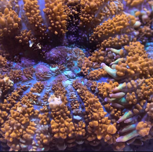 Multicoloured Rhodactis Mushroom - Image 2