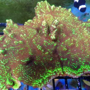 Montipora confusa