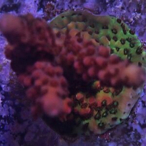 PC Rainbow Acropora