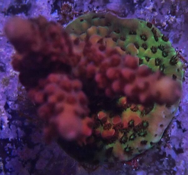 PC Rainbow Acropora