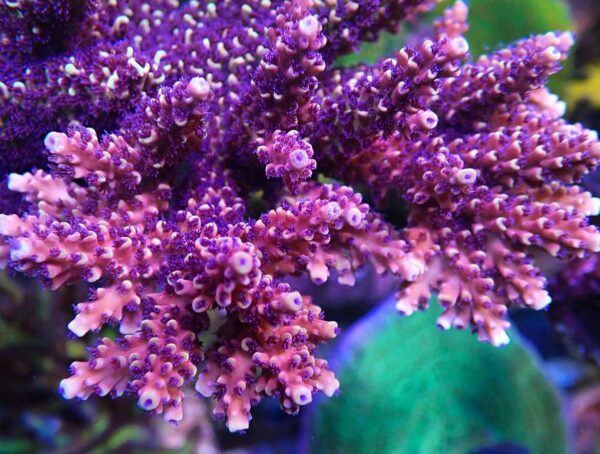 WWC Terra Red Acropora