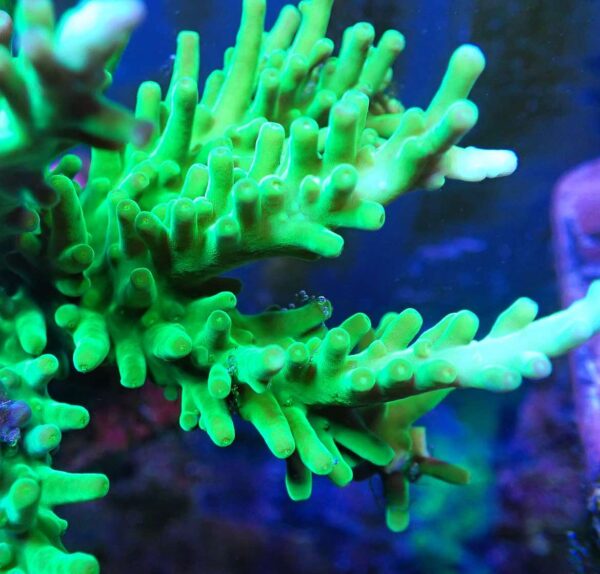 Green Dragon Acropora