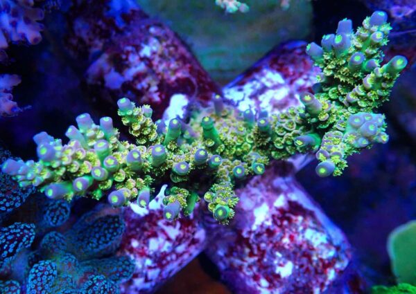 Walt Disney Acropora - Image 2