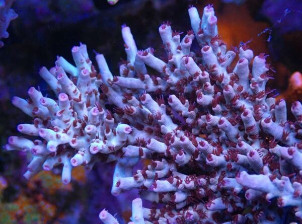 CBS Burning Embers Smoothskin Acropora - Image 3